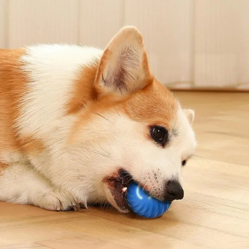 Engage Your Dog with Moving Fun!